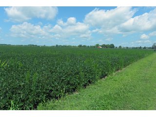 Farmland in Benton & Boone Counties, Indiana - LAND AUCTION - 118.5+/- ACRES IN 3 TRACTS IN BENTON & BOONE COUNTIES, INDIANA